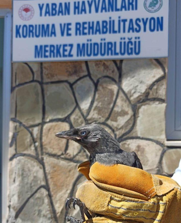 Van’da yaralı kuşlar tedavi altına alındı G4
