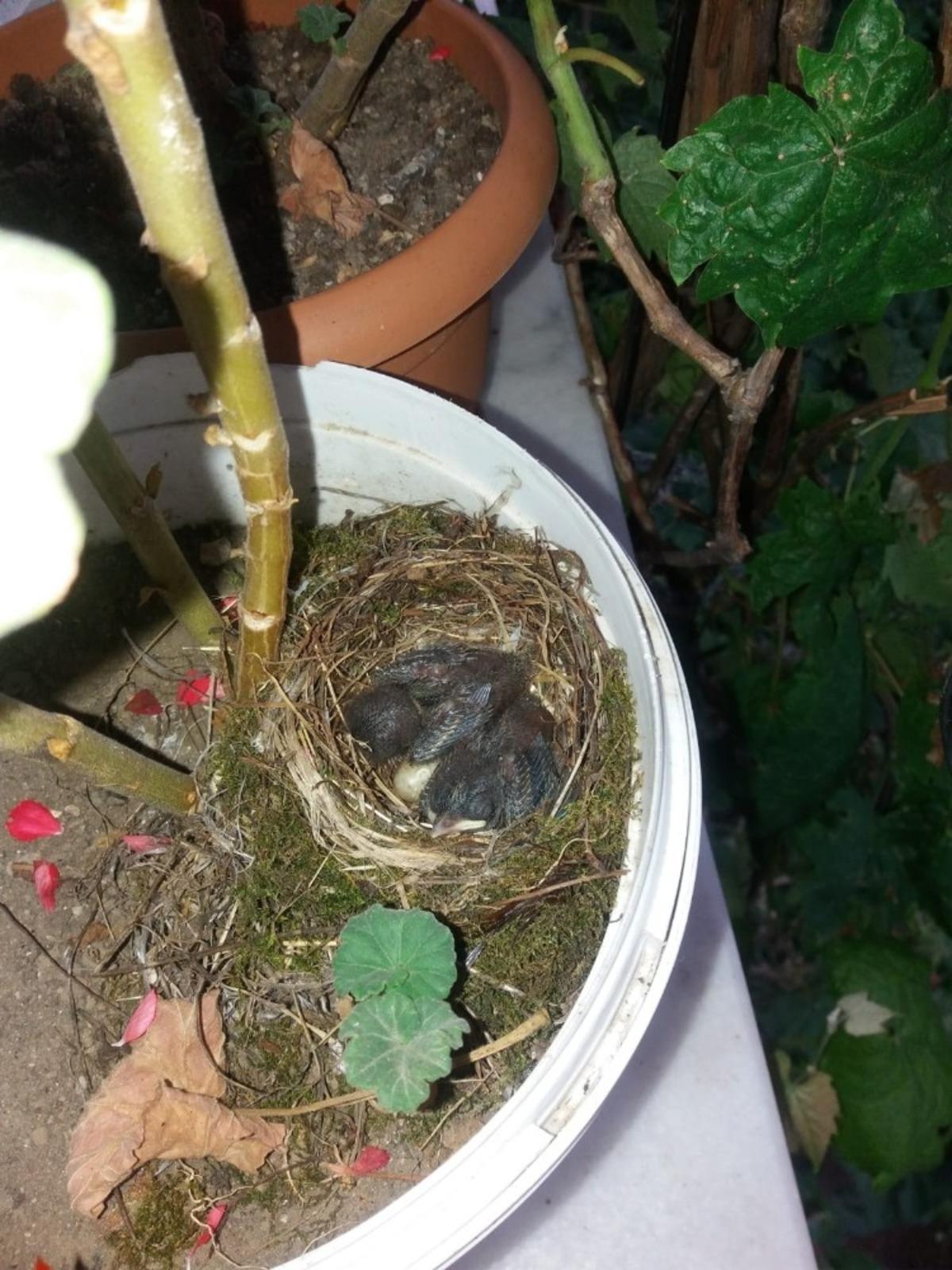 Balkona yumurtlayan kuşa, ev sahibi sahip &ccedil;ıktı