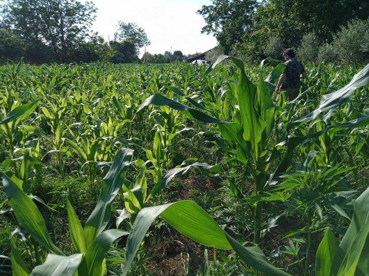 408 kök Hint keneviri ele geçirildi: 1 gözaltı G2