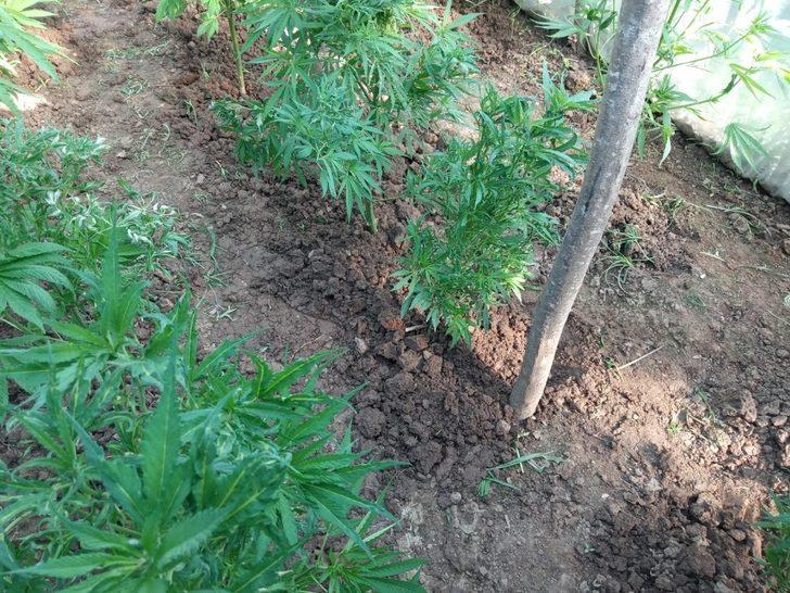 408 kök Hint keneviri ele geçirildi: 1 gözaltı G3