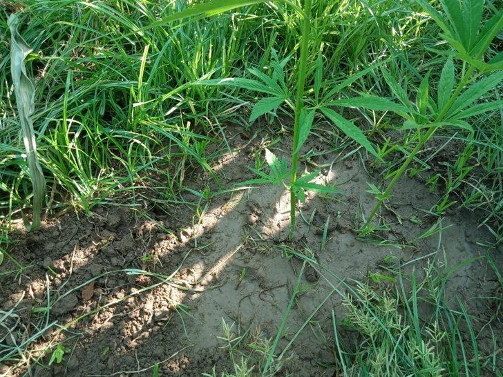 408 kök Hint keneviri ele geçirildi: 1 gözaltı G4