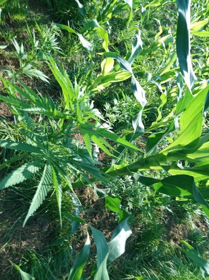 408 kök Hint keneviri ele geçirildi: 1 gözaltı G5