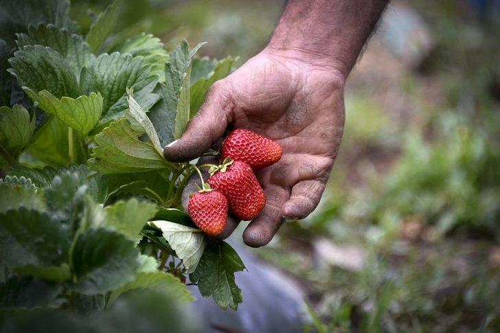 Bu çilekler çok farklı! Yetiştirirken bakın ne yapıyor? G1