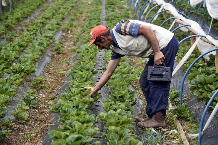 Bu çilekler çok farklı! Yetiştirirken bakın ne yapıyor? G4