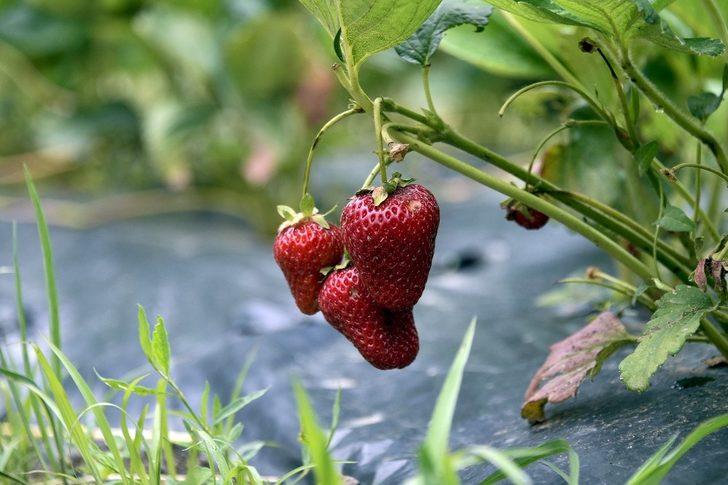 Bu çilekler çok farklı! Yetiştirirken bakın ne yapıyor? G5