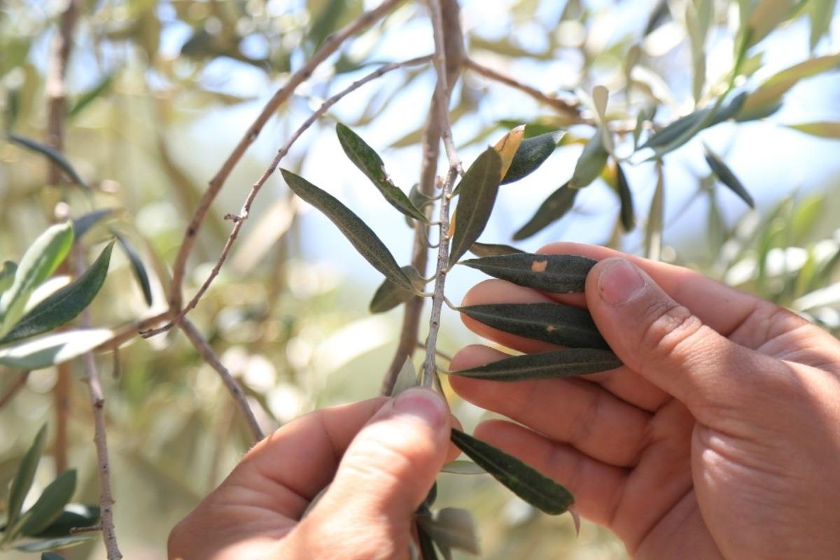 Milas&rsquo;ta &ccedil;ift&ccedil;ilere &lsquo;zeytin sineği ve halkalı leke&rsquo; uyarısı