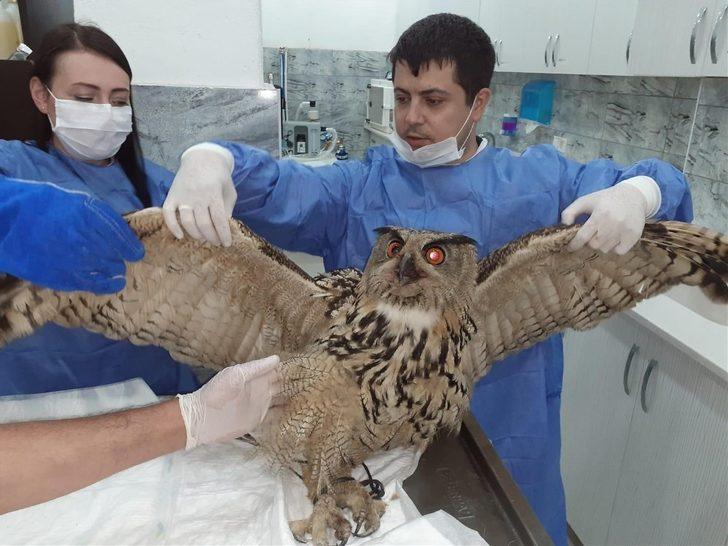 Karaca yavrusu ve puhunun tedavisi yapıldı G1