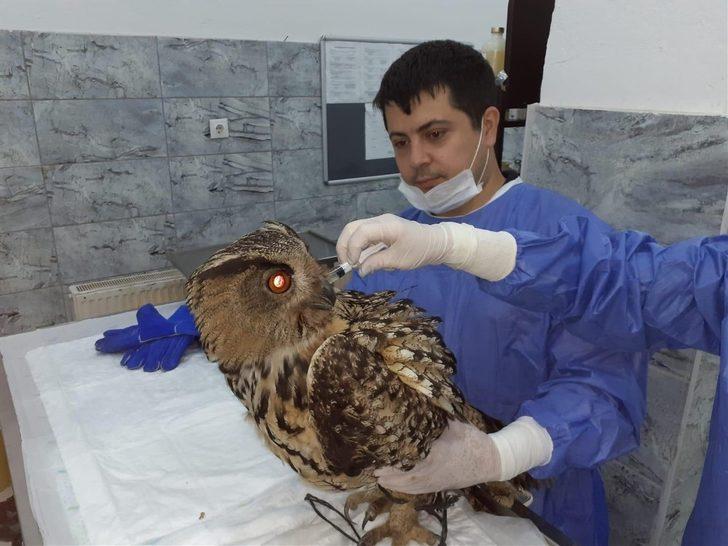 Karaca yavrusu ve puhunun tedavisi yapıldı G2