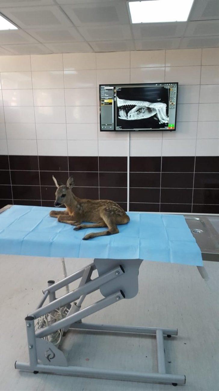 Karaca yavrusu ve puhunun tedavisi yapıldı G3