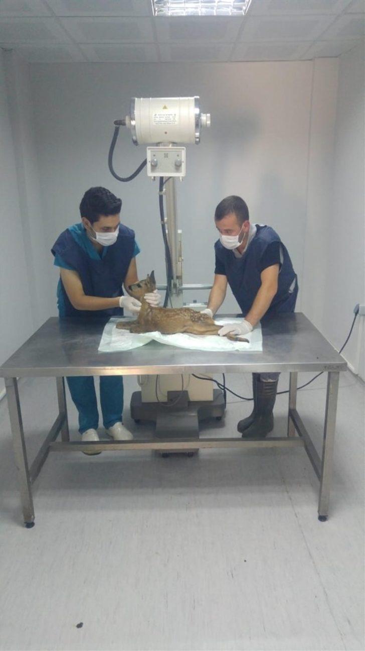 Karaca yavrusu ve puhunun tedavisi yapıldı G4