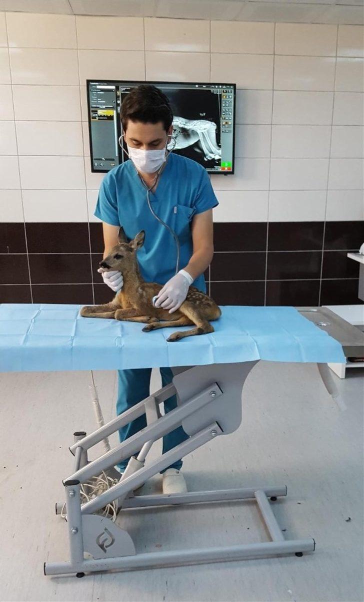 Karaca yavrusu ve puhunun tedavisi yapıldı G5