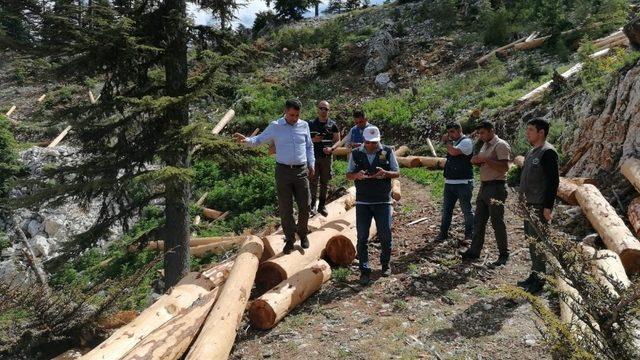 Orman Bölge Müdürü Akduman, üretim sahalarını inceledi