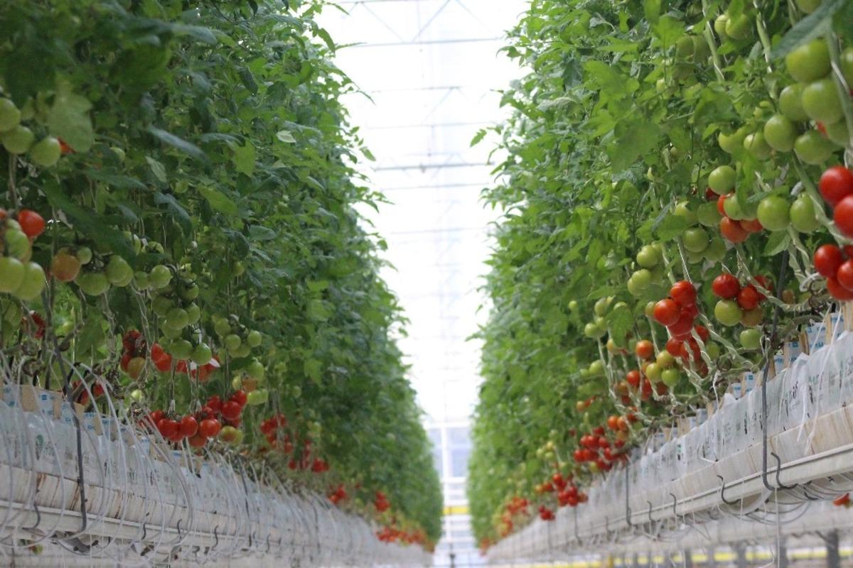 &ldquo;Jeoterma kaynaklı tarımsal &uuml;retim 5 yıl i&ccedil;inde 5 kat artacak&rdquo;