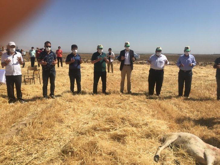 Sultansuyu TİGEM’de hasat mevsimi G4