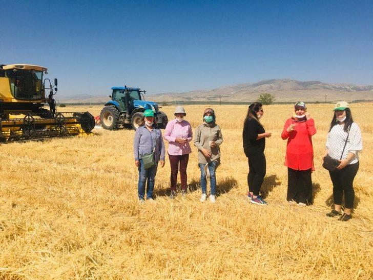 Sultansuyu TİGEM’de hasat mevsimi G5