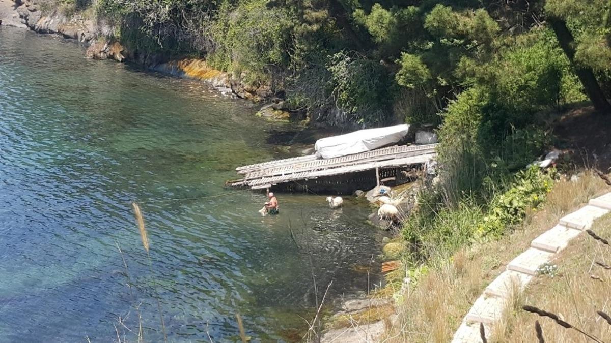 Aşırı sıcaklarda bunalan koyunlar denizde serinledi