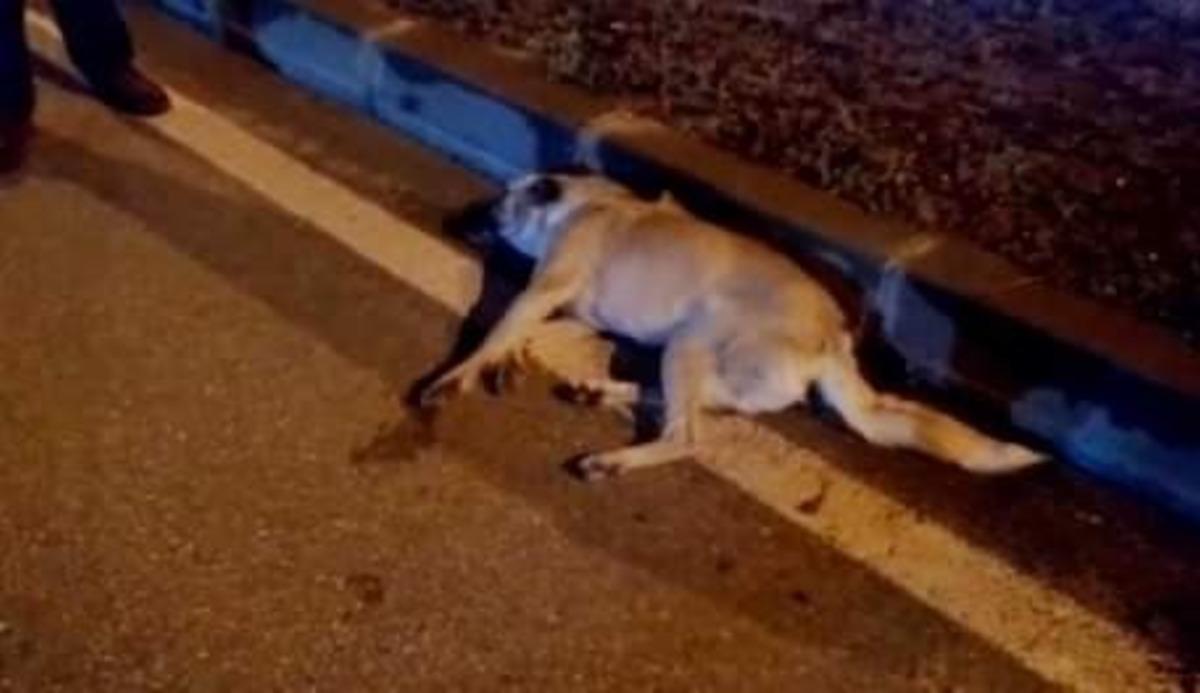Belediye ekipleri yaralı k&ouml;pek i&ccedil;in seferber oldu