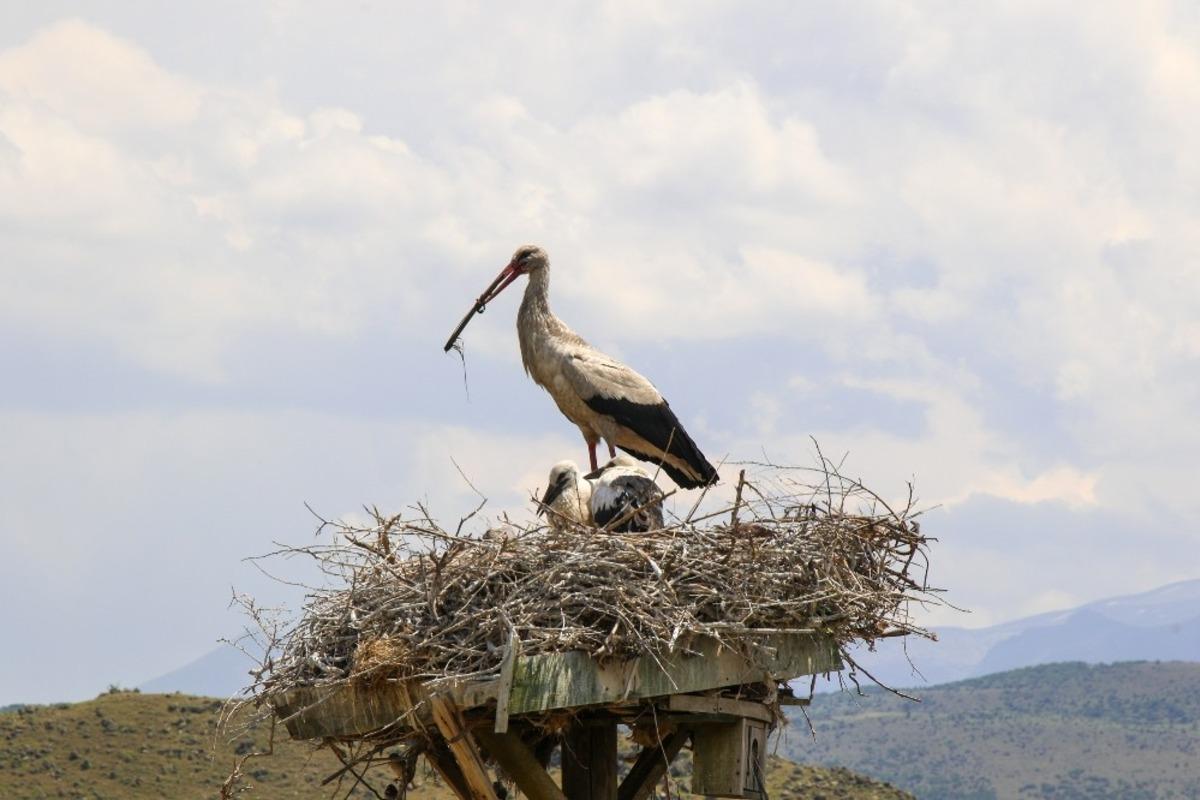 Leylekler H&uuml;rmet&ccedil;i Sazlığı&rsquo;na gelmeye başladı