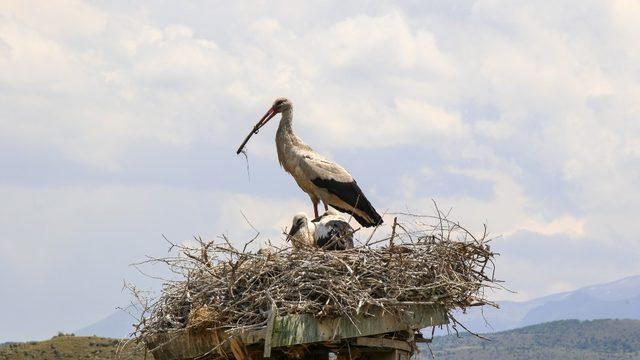Leylekler Hürmetçi Sazlığı’na gelmeye başladı