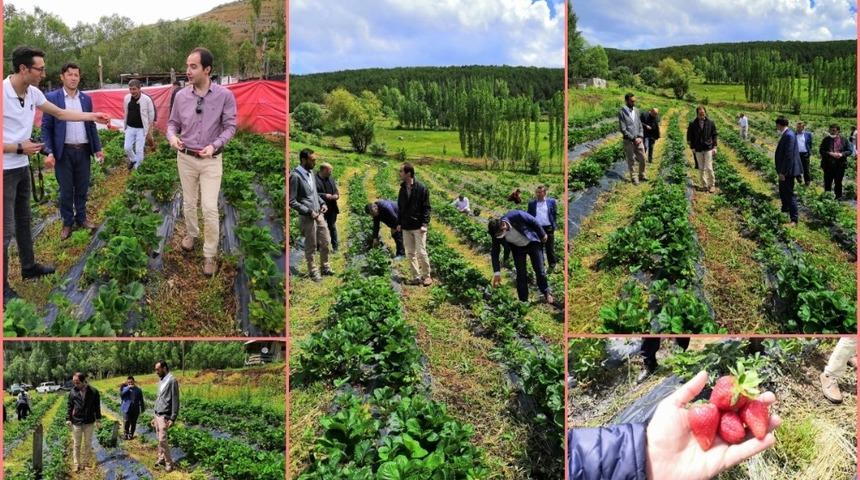 Giresun&rsquo;da &ccedil;ilek hasadı ikinci yılında 2 katına &ccedil;ıktı