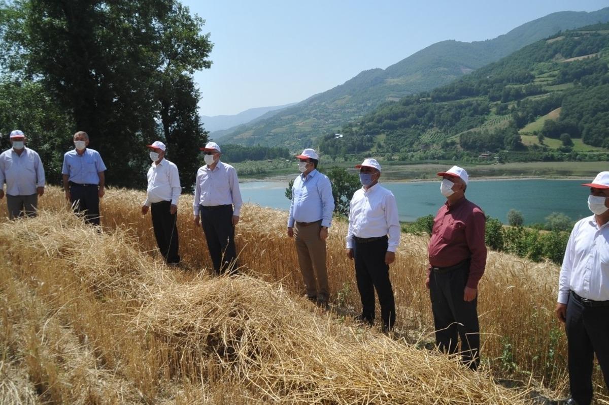 Bafra Ovası&rsquo;nda buğday hasadı başladı