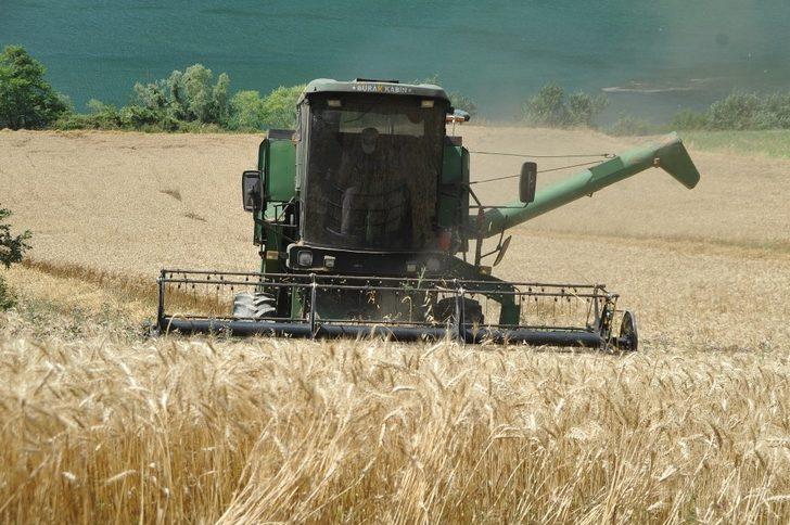 Bafra Ovası’nda buğday hasadı başladı G2