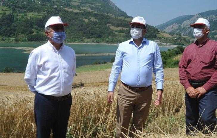 Bafra Ovası’nda buğday hasadı başladı G3