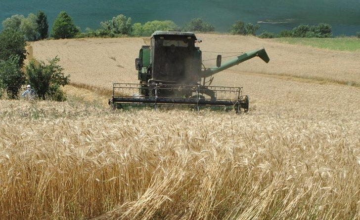 Bafra Ovası’nda buğday hasadı başladı G4