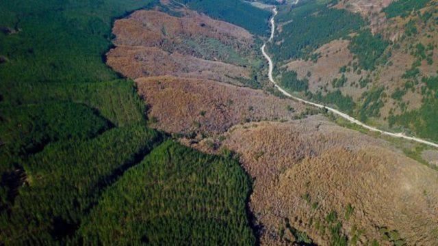 Şili'deki Nothofagus alessandrii ormanlarının geriye kalan son bölümü yeni dikilen ağaçlarla çevrildi.