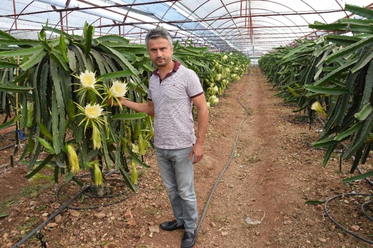 D&ouml;n&uuml;mde 10 bin adet meyve alıyor, ejder meyvesinin tanesini 15 TL&rsquo;ye satıyor