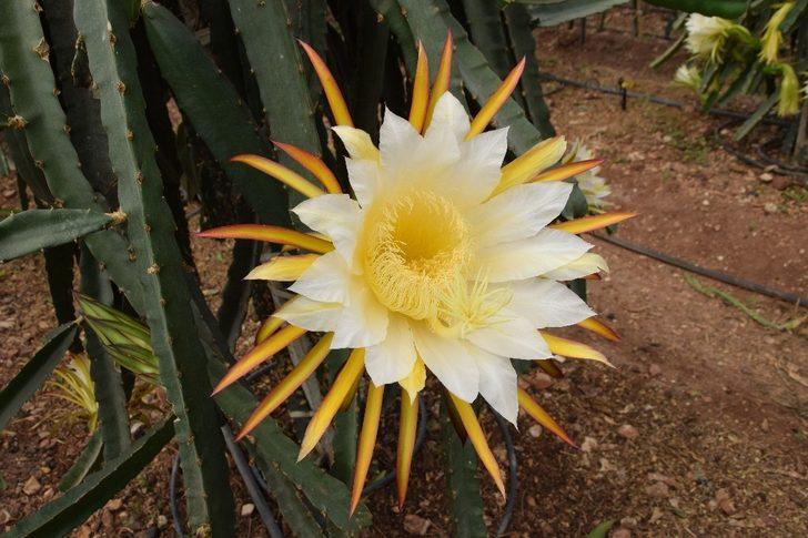 Dönümde 10 bin adet meyve alıyor, ejder meyvesinin tanesini 15 TL’ye satıyor G2