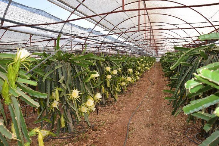 Dönümde 10 bin adet meyve alıyor, ejder meyvesinin tanesini 15 TL’ye satıyor G3