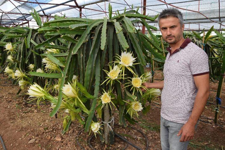 Dönümde 10 bin adet meyve alıyor, ejder meyvesinin tanesini 15 TL’ye satıyor G4