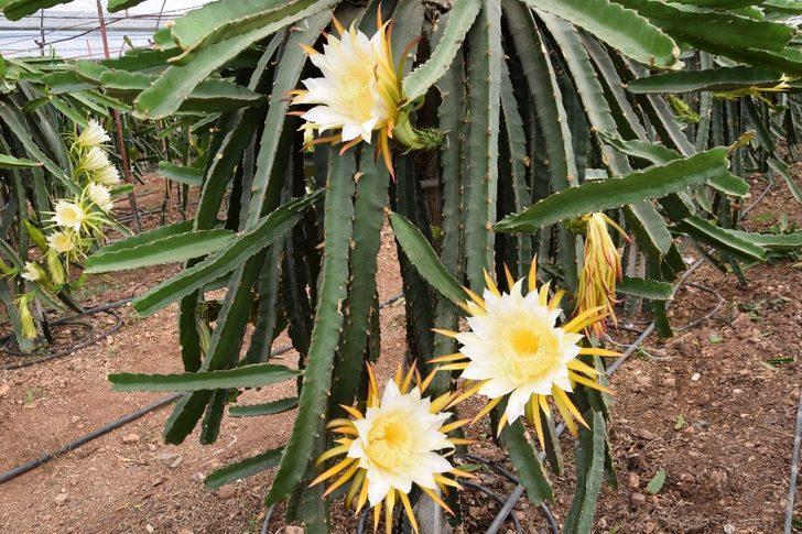 Dönümde 10 bin adet meyve alıyor, ejder meyvesinin tanesini 15 TL’ye satıyor G5