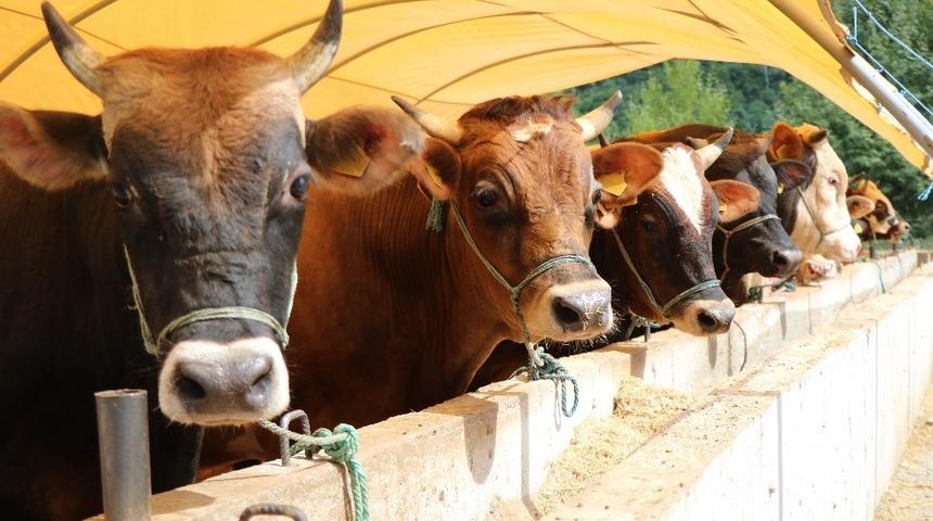 Malatya&rsquo;da b&uuml;y&uuml;kbaş kurbanlık fiyatları a&ccedil;ıklandı
