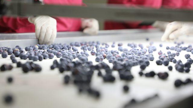 Antalya'dan Hong Kong'a 'yaban mersini' ihracatı