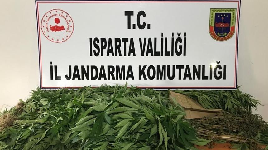 Isparta&rsquo;da yasa dışı kenevir yetiştiren bir kişi g&ouml;zaltına alındı