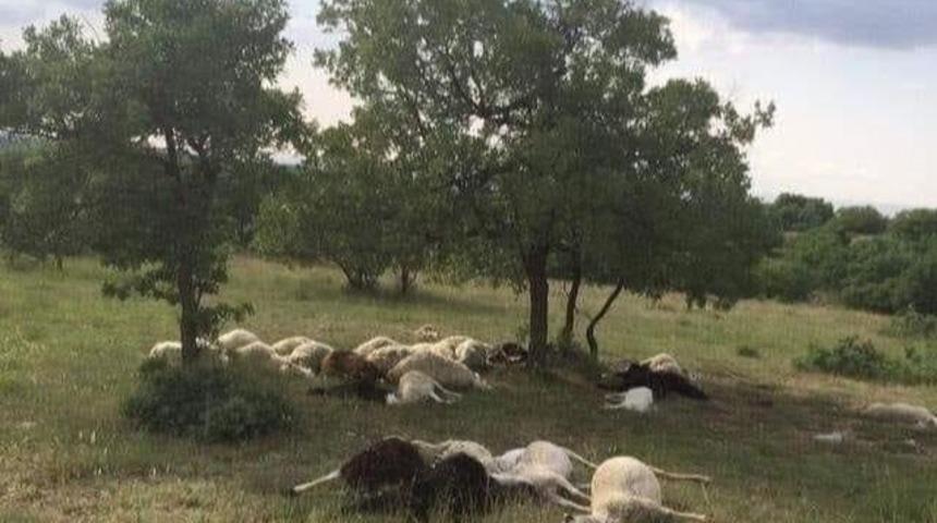 Dursunbey’de yıldırım 16 hayvanı telef etti