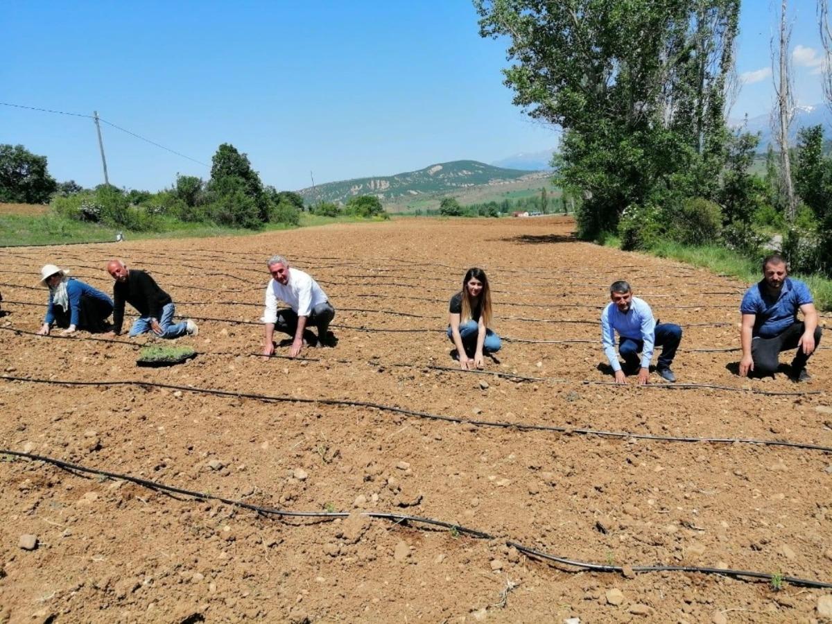 G&uuml;m&uuml;şhane&rsquo;de 72 bin lavanta fidesi daha toprakla buluştu