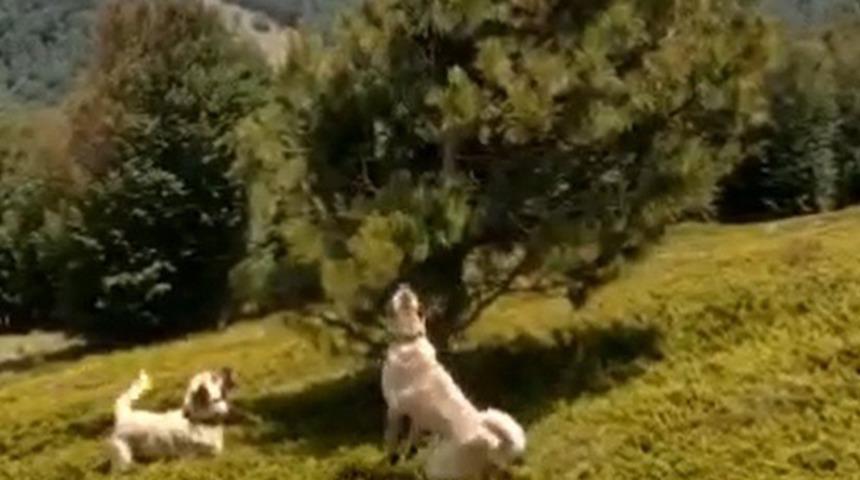 Çoban köpeklerinin kovaladığı ayılar ağaca sığındı