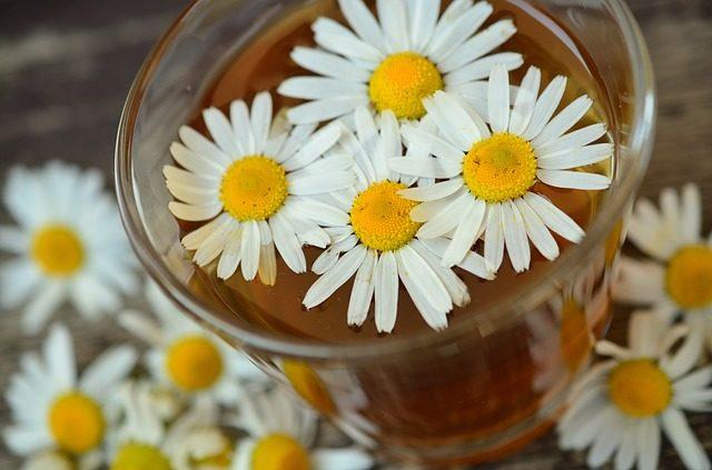 chamomile-829220_640