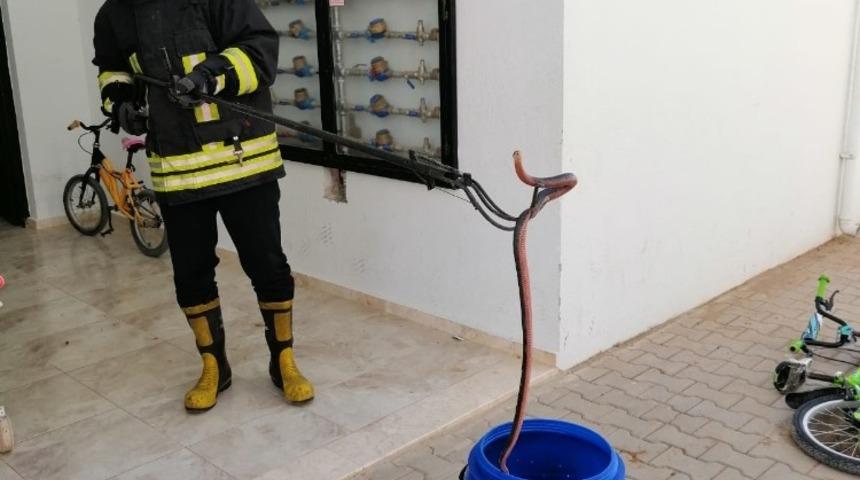 Fethiye&rsquo;de itfaiyeden yılan yakalama operasyonu