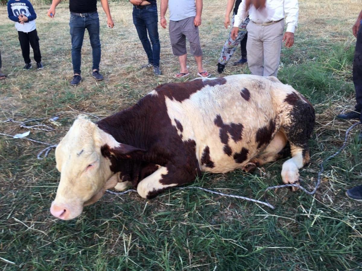 Kuyuya d&uuml;şen ineği itfaiye ekipleri kurtardı