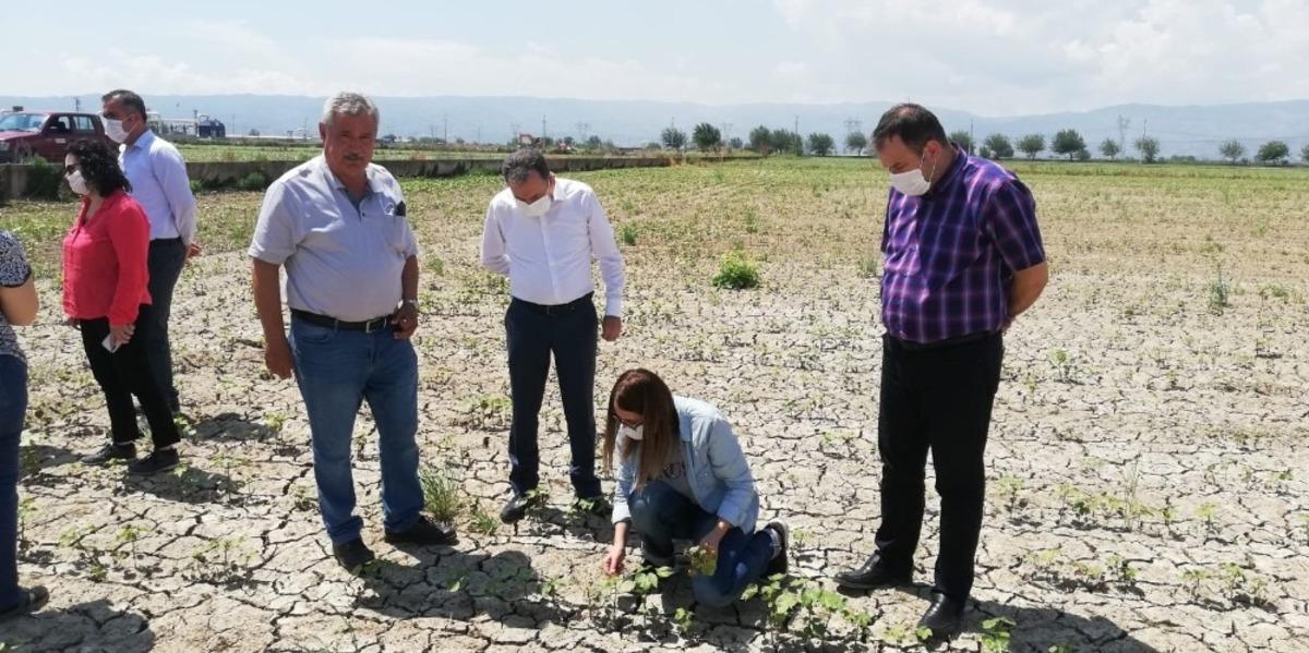 Aydın&rsquo;da beyaz altının kuruması engellenecek