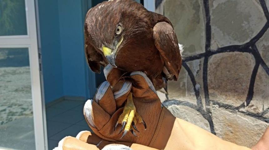 Yaralı Kızıl Şahin tedavi altına alındı