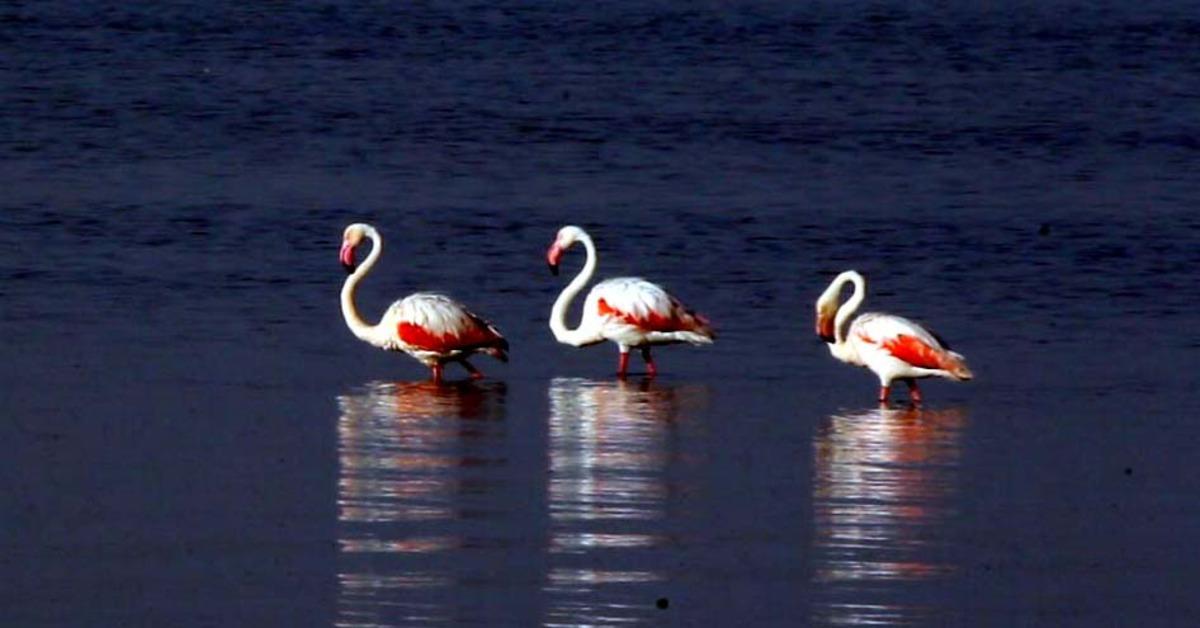 Flamingoların Van G&ouml;l&uuml; kıyılarındaki g&ouml;rsel ş&ouml;leni başladı