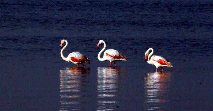 Flamingoların Van Gölü kıyılarındaki görsel şöleni başladı G1