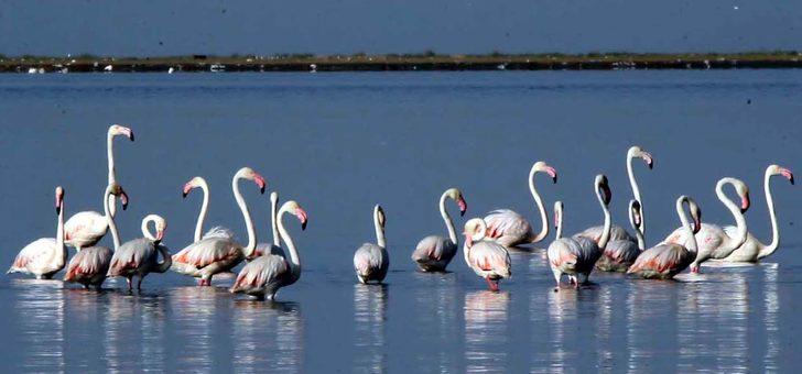 Flamingoların Van Gölü kıyılarındaki görsel şöleni başladı G2