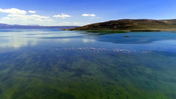 Flamingoların Van Gölü kıyılarındaki görsel şöleni başladı G4