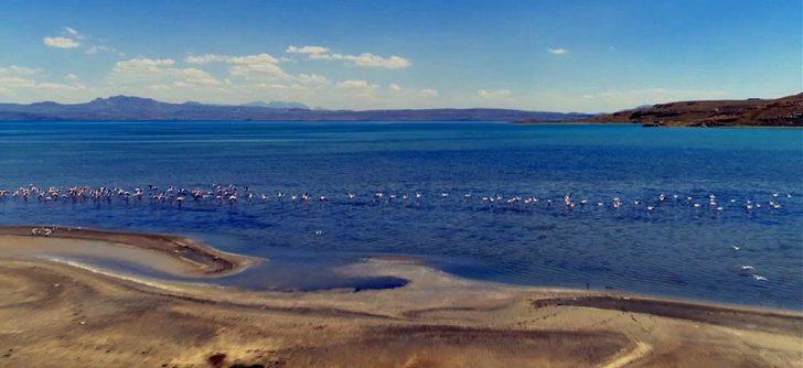 Flamingoların Van Gölü kıyılarındaki görsel şöleni başladı G5